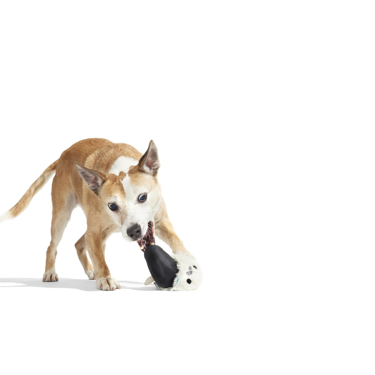 Seal Meal Super Chewer Durable 2-in-1 + Enrichment Dog Toy – BARK