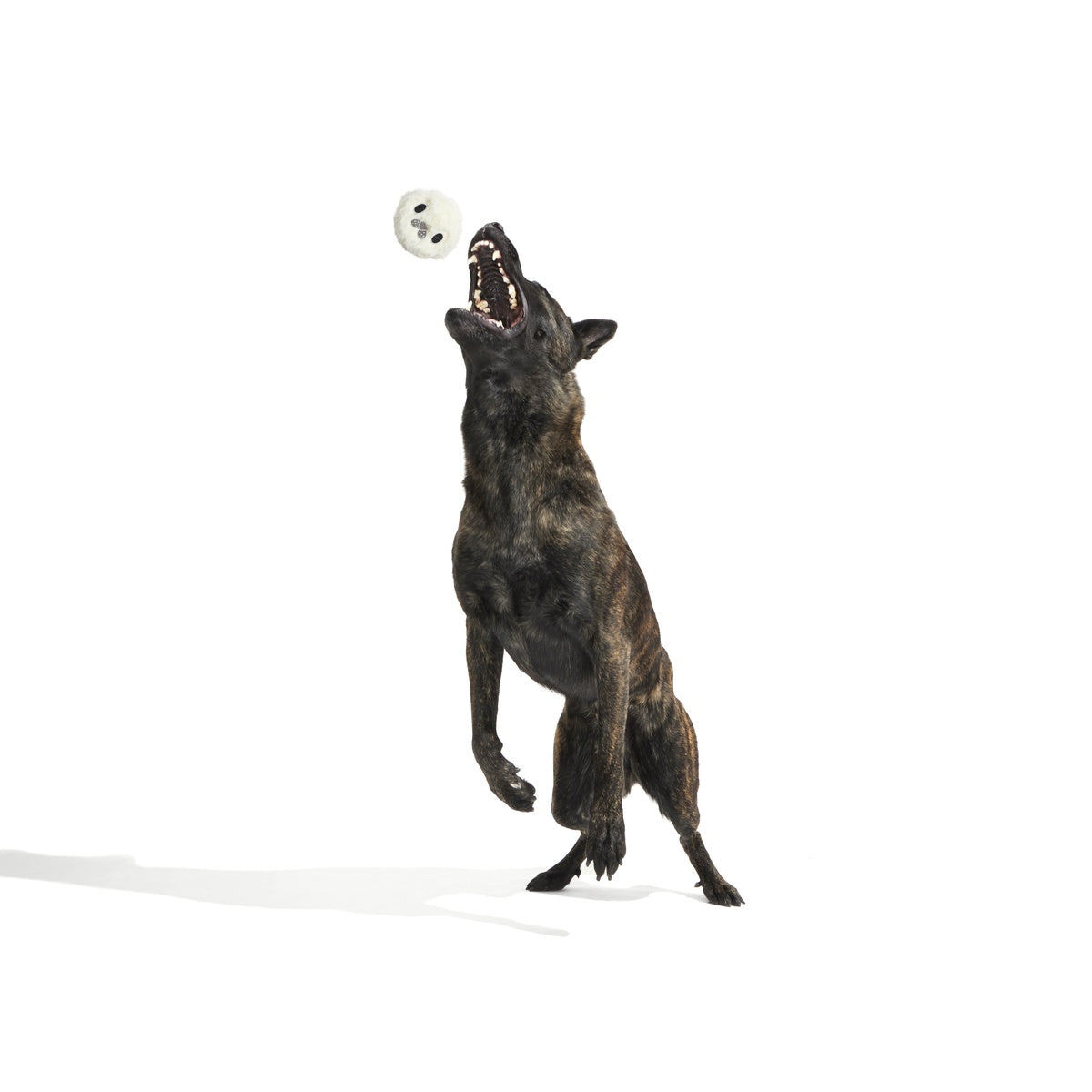 SC-ATB_213525_SEAL-MEAL-L_3465_cropped#Size_L