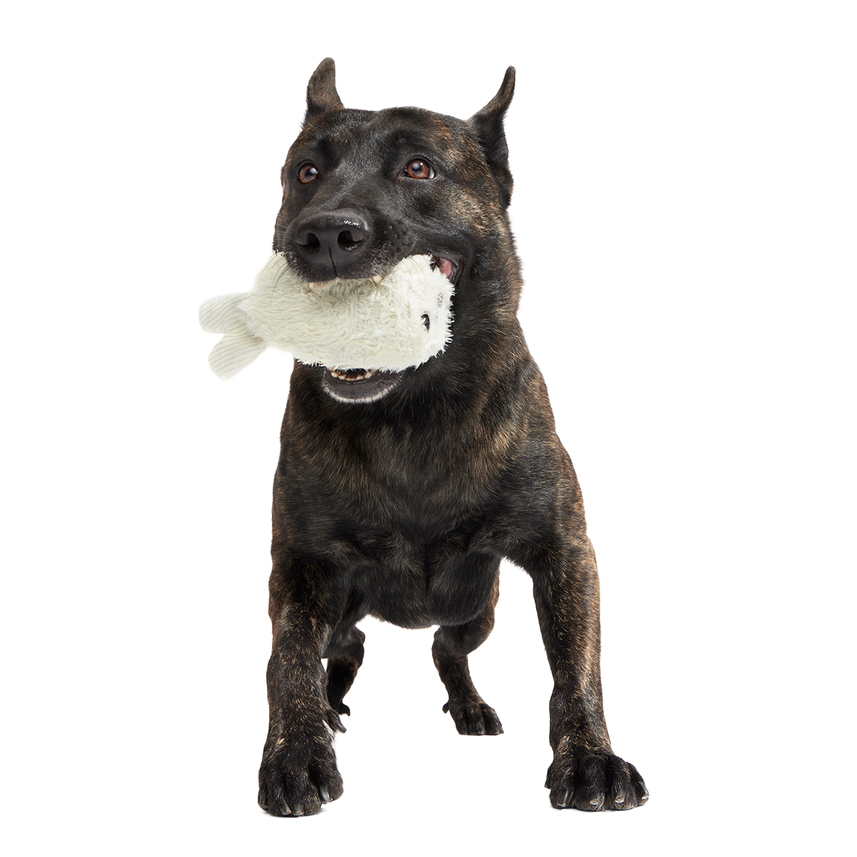Seal Meal Super Chewer Durable 2-in-1 + Enrichment Dog Toy