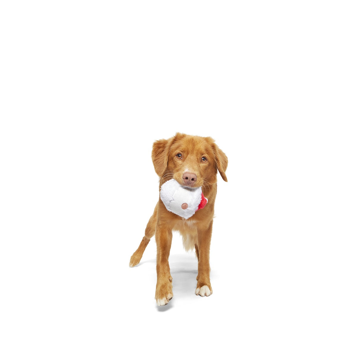 Secret Santa Durable Super Chewer 2-in-1 Rip and Reveal Dog Toy – BARK