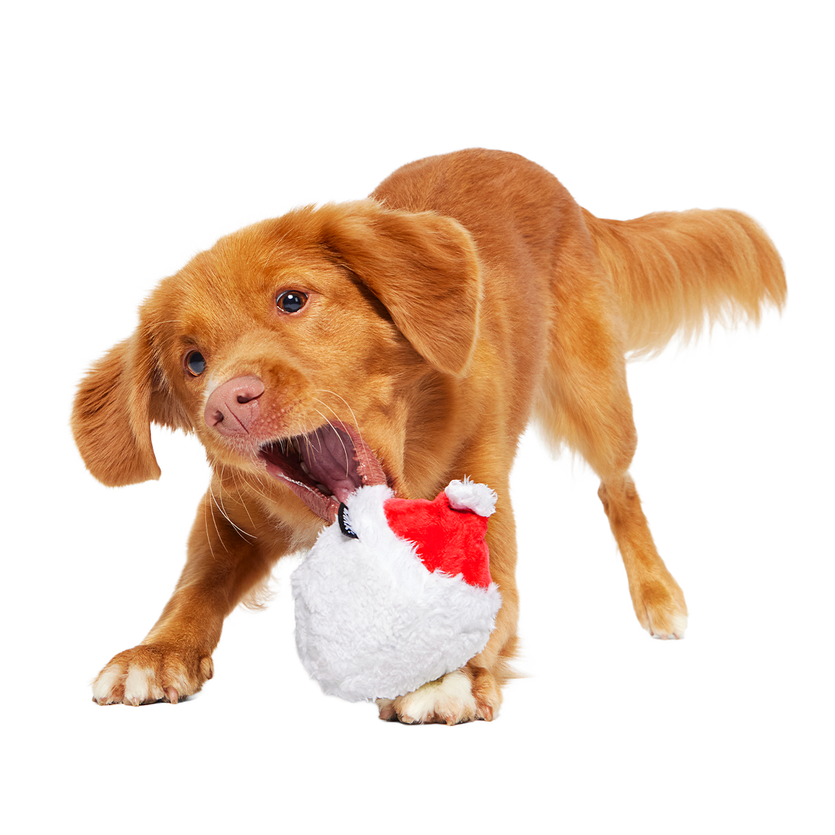 Secret Santa Super Chewer Durable 2-in-1 + Fetch Dog Toy