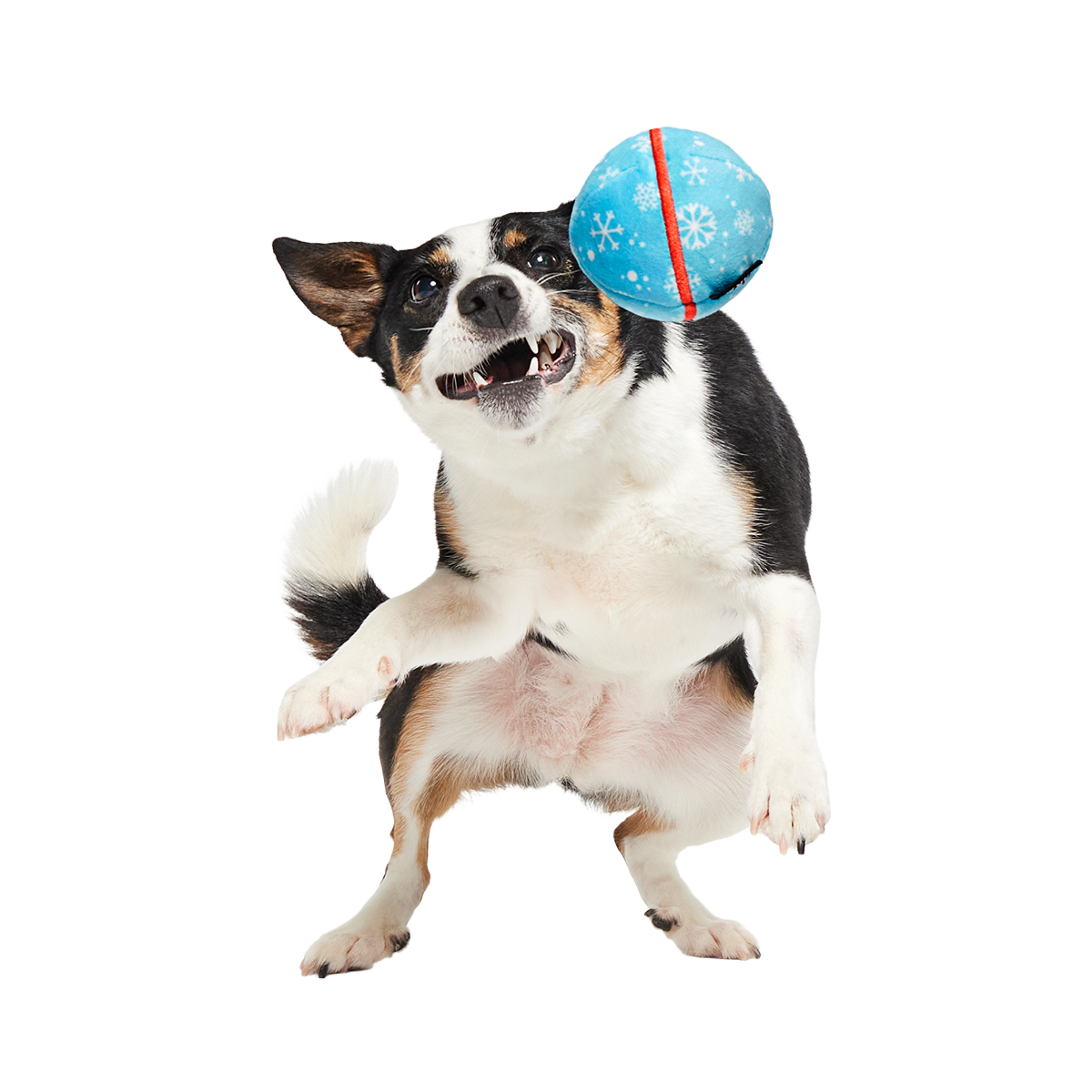 Wripping Pupper Ball Super Chewer Durable 2-in-1 + Fetch Dog Toy