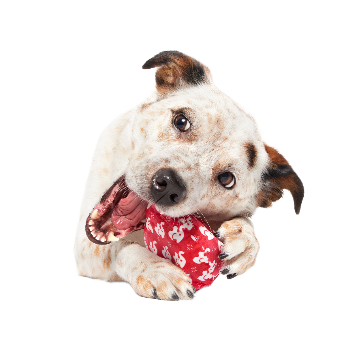 White Smellephant Super Chewer Durable 2-in-1 Dog Toy