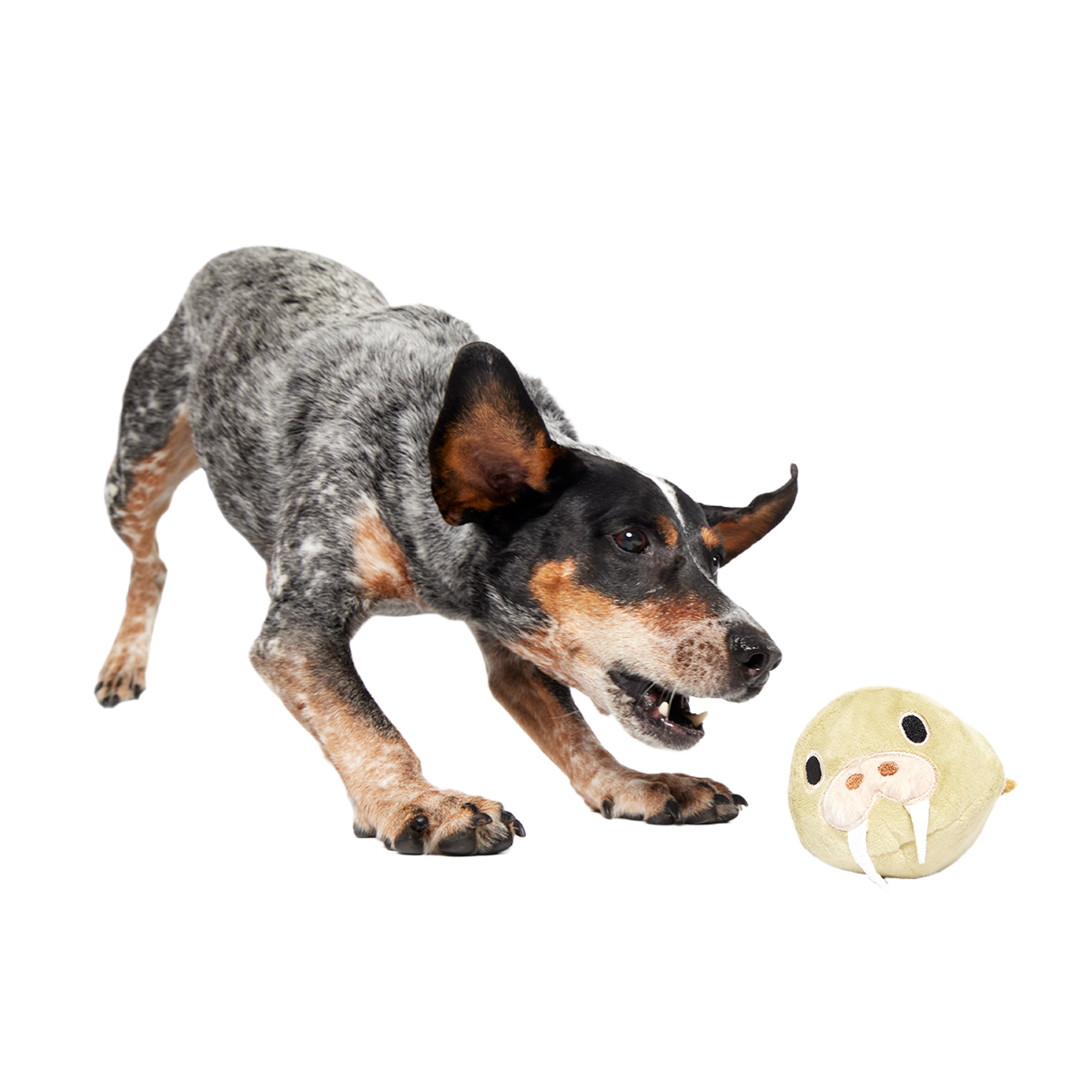 Full Belly Wally Super Chewer Durable 2-in-1 Dog Toy