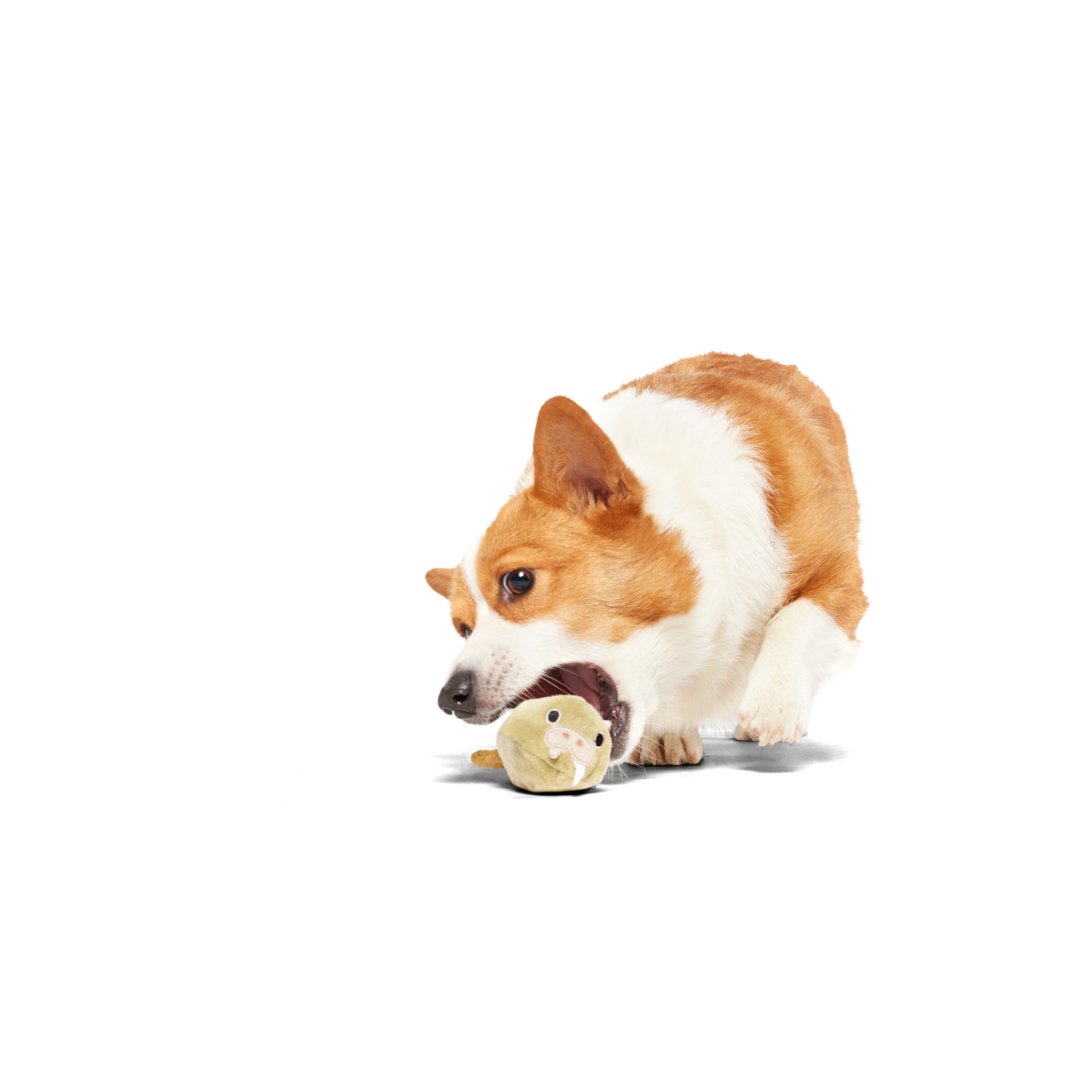 SC-ATB_215214_FULL-BELLY-WALLY-S_2263_GINGER_cropped#Size_S