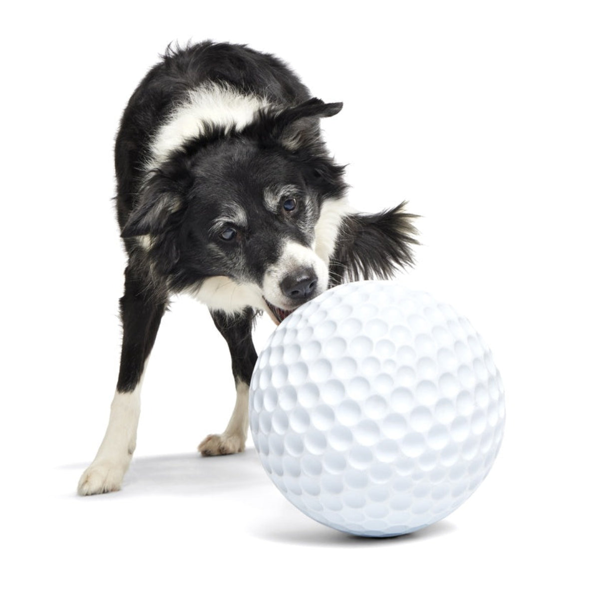 Big Swing Golf Ball Durable Super Chewer Fetch + Extra-Large Dog Toy