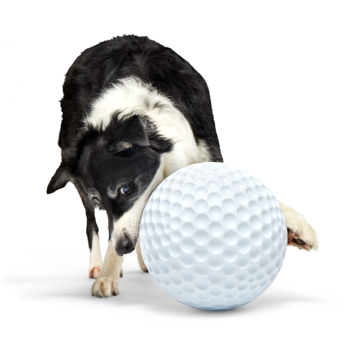 Big Swing Golf Ball Durable Super Chewer Fetch + Extra-Large Dog Toy