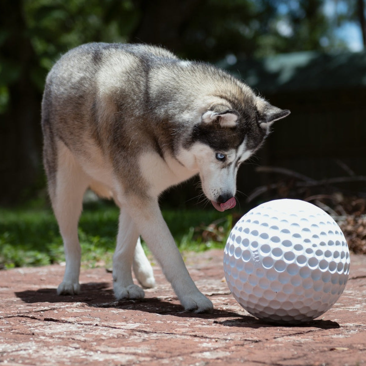 Big Swing Golf Ball Durable Super Chewer Fetch + Extra-Large Dog Toy
