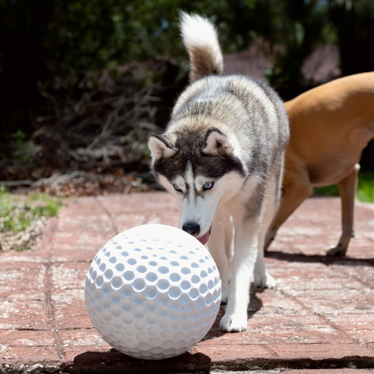 Big Swing Golf Ball Durable Super Chewer Fetch + Extra-Large Dog Toy