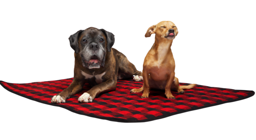 two dogs on a red checkered blanket