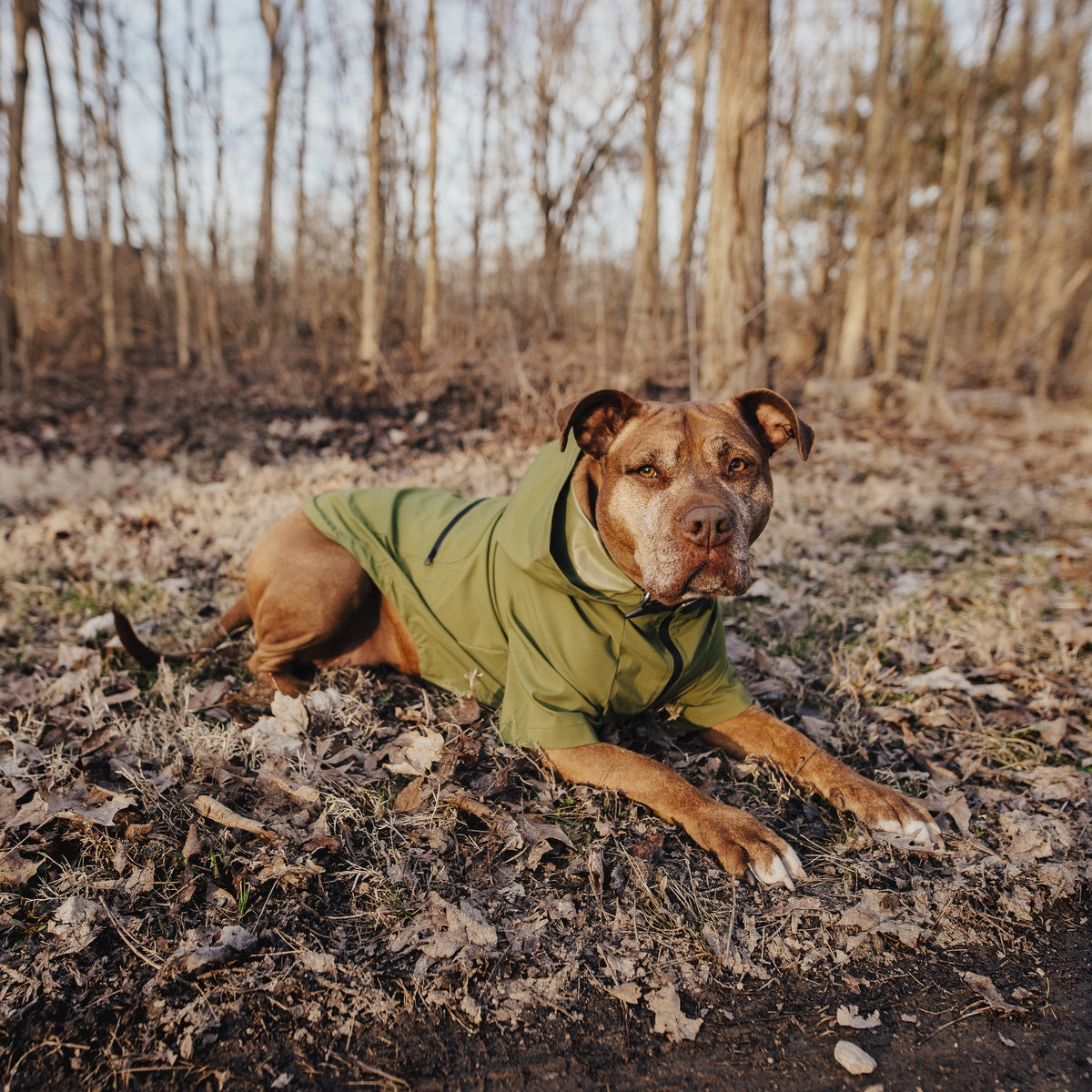 The Dry Dog Raincoat