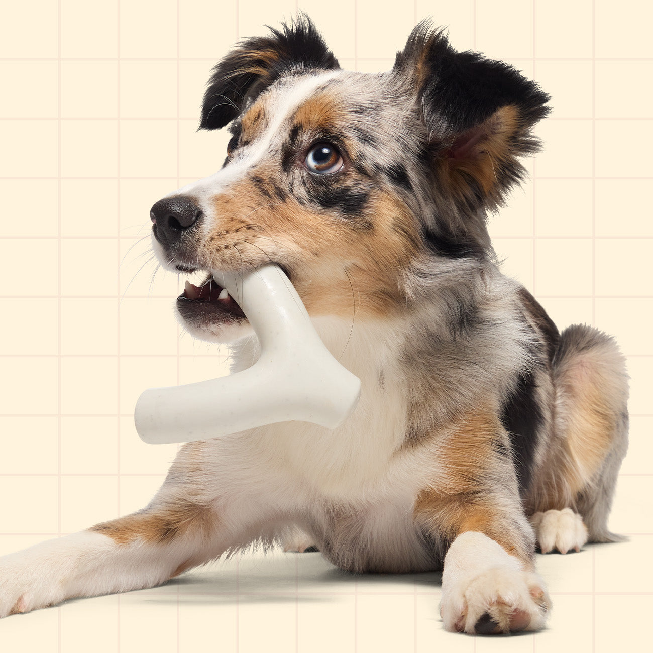 Super Chewer 12 Month Subscription - 50% off First Box