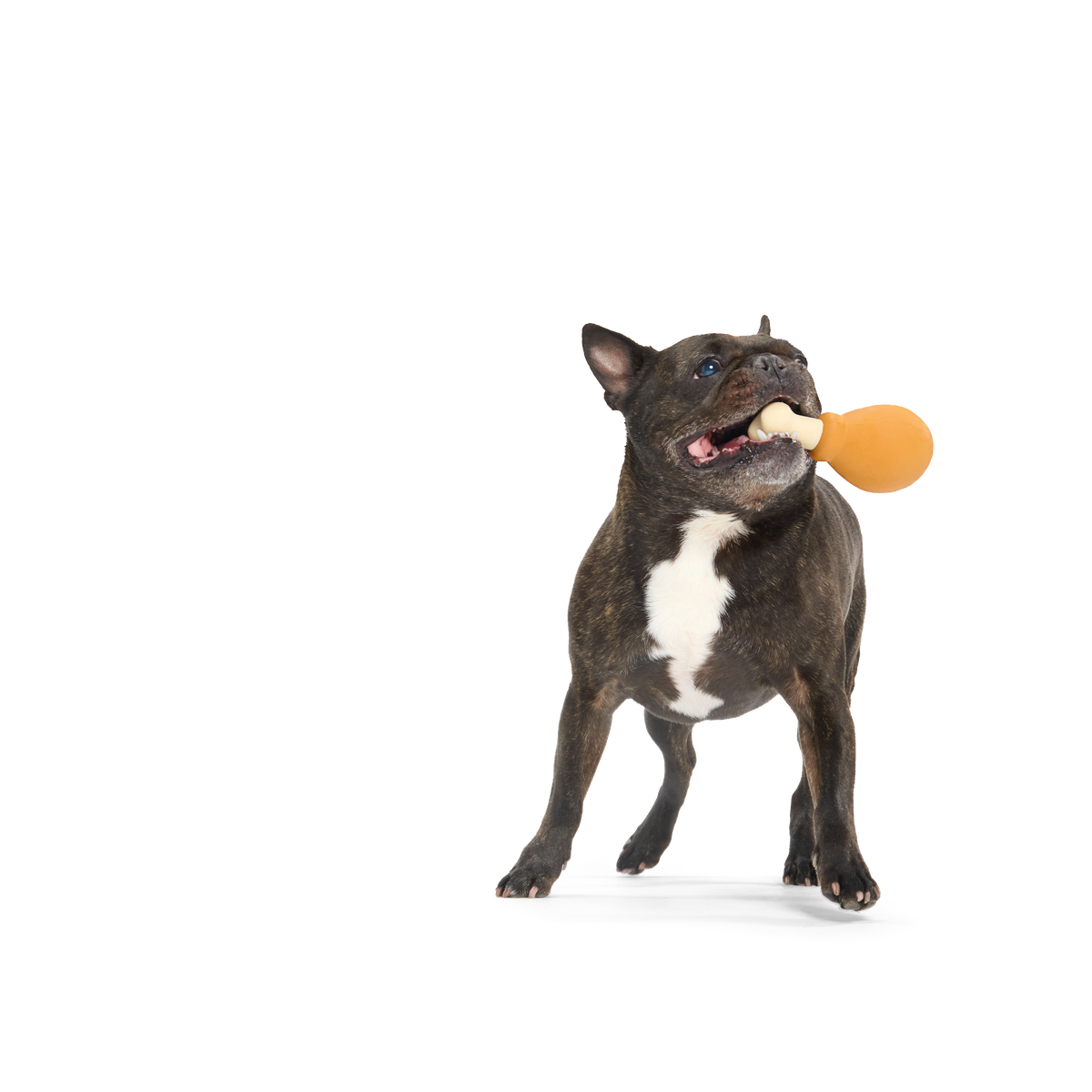 Turkey Day Drumstick