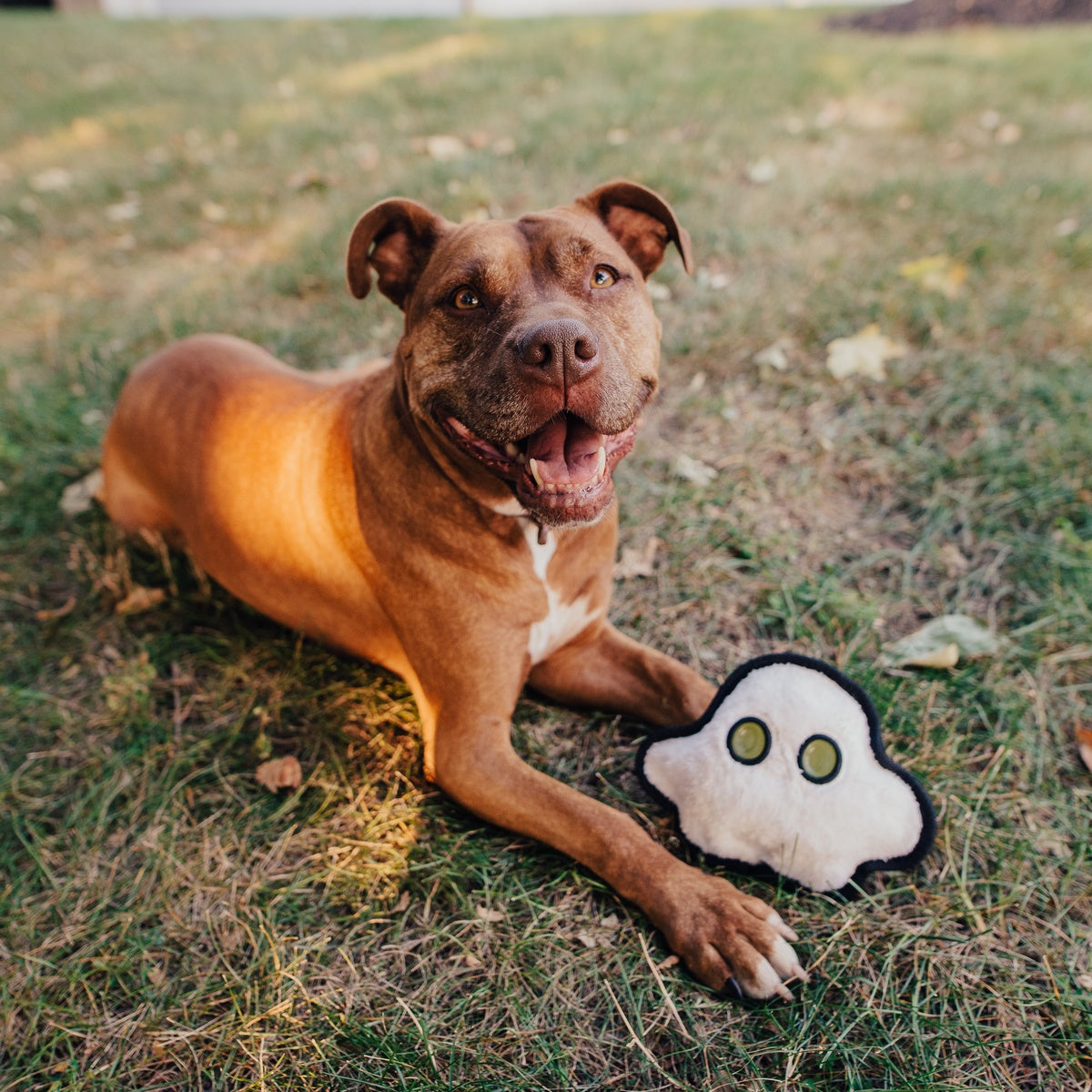Scary Gary Super Chewer Durable 2-in-1 Dog Toy