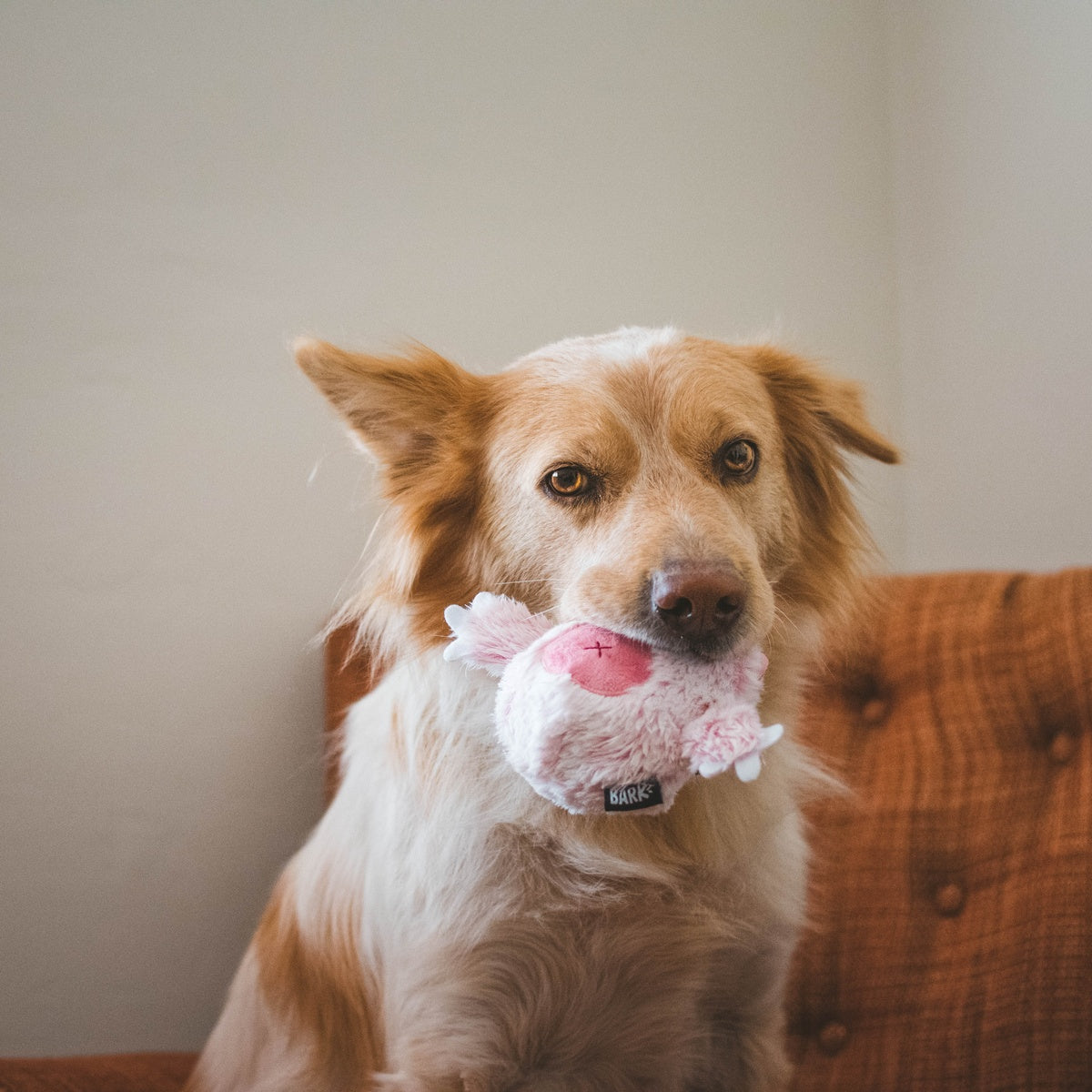 Snuglor Durable Super Chewer 2-in-1 Rip and Reveal + Enrichment Dog Toy