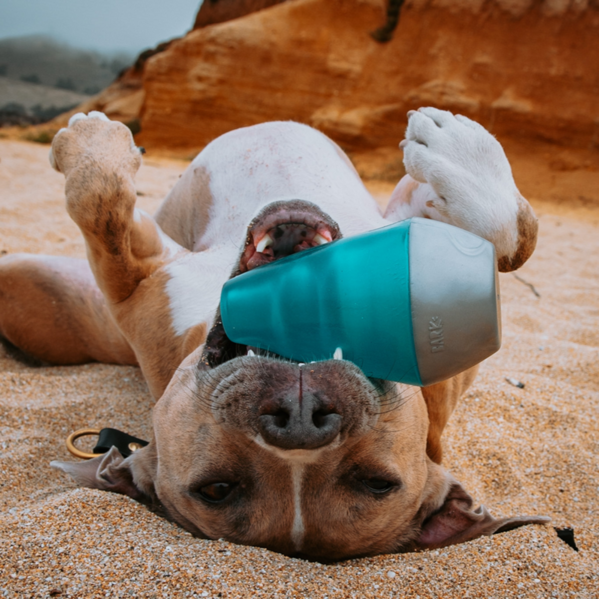 Lava Champ Durable Super Chewer Enrichment Dog Toy