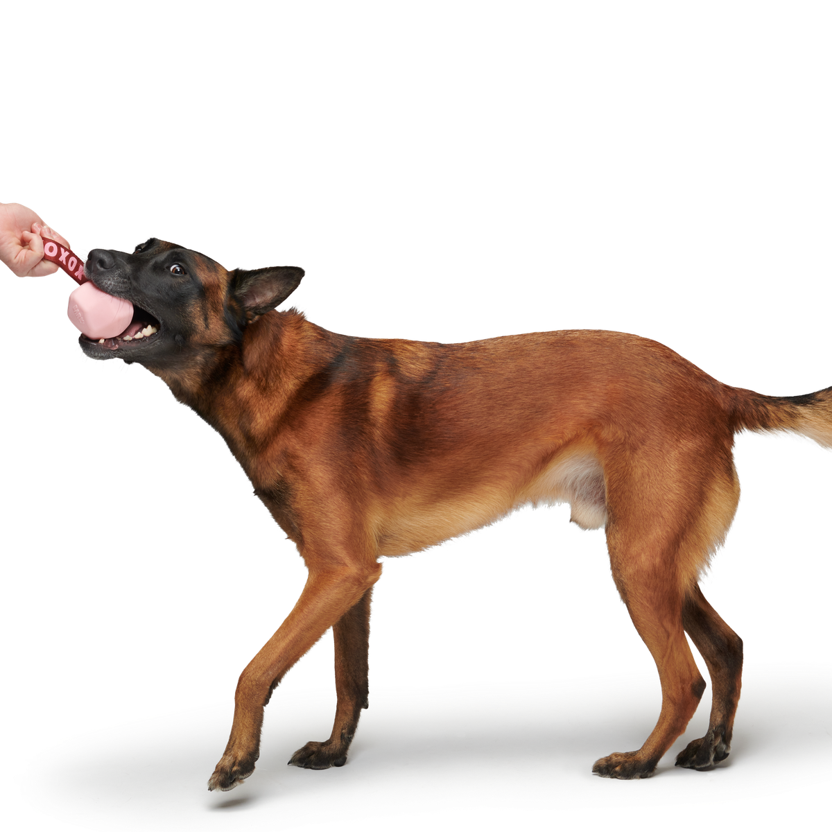 XOXO Tug Durable Super Chewer Dog Toy