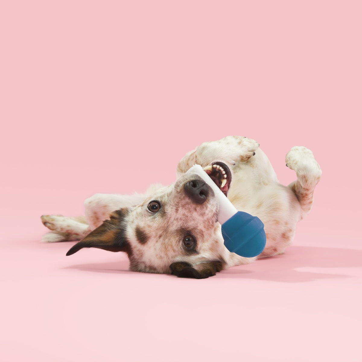 Blue Raspberry Lolli Pup Super Chewer Durable Gnaw Dog Toy