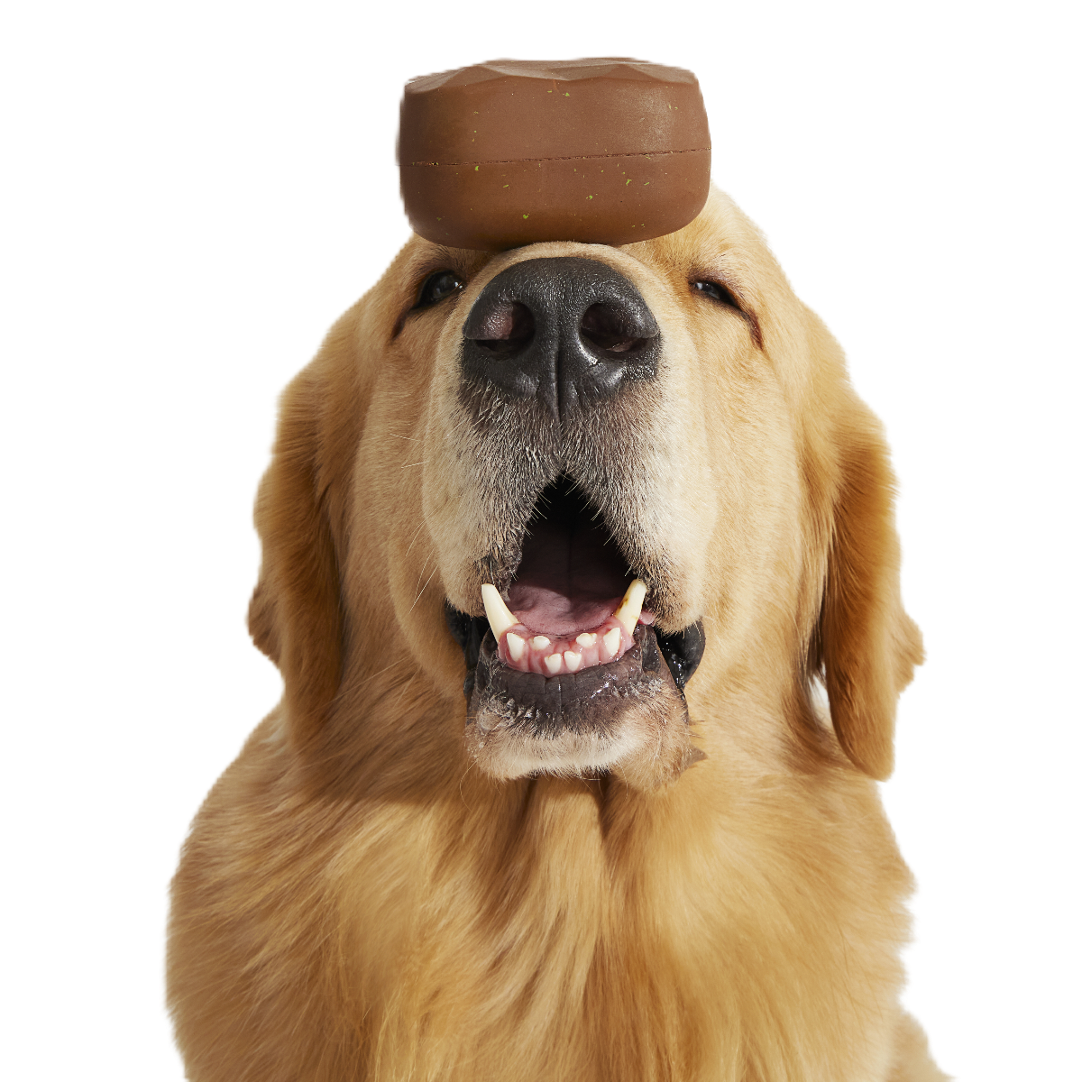 Baaaked Brownie Super Chewer Durable Fetch Dog Toy