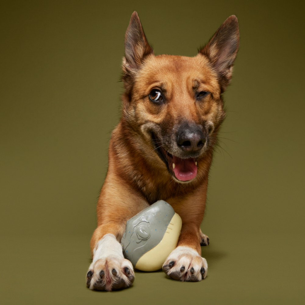 Raptor Hatchling Super Chewer Durable 2-in-1 + Fetch Dog Toy – BARK