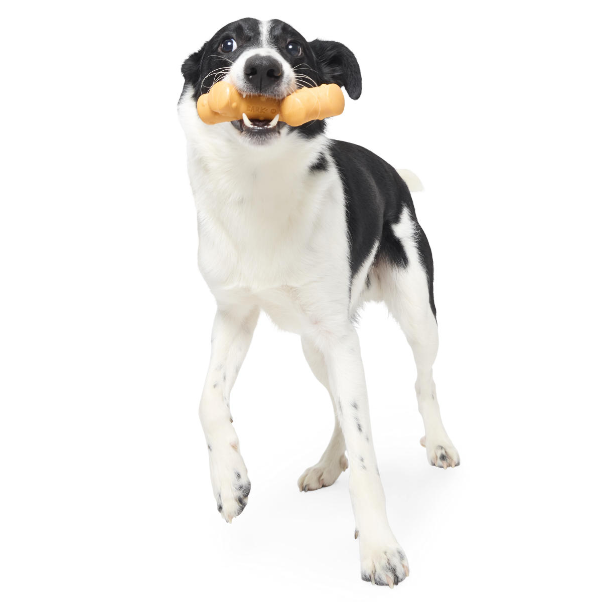 Reef Teefer Super Chewer Durable Gnaw Dog Toy – BARK Reef Teefer Super Chewer Durable Gnaw Dog Toy – BARK