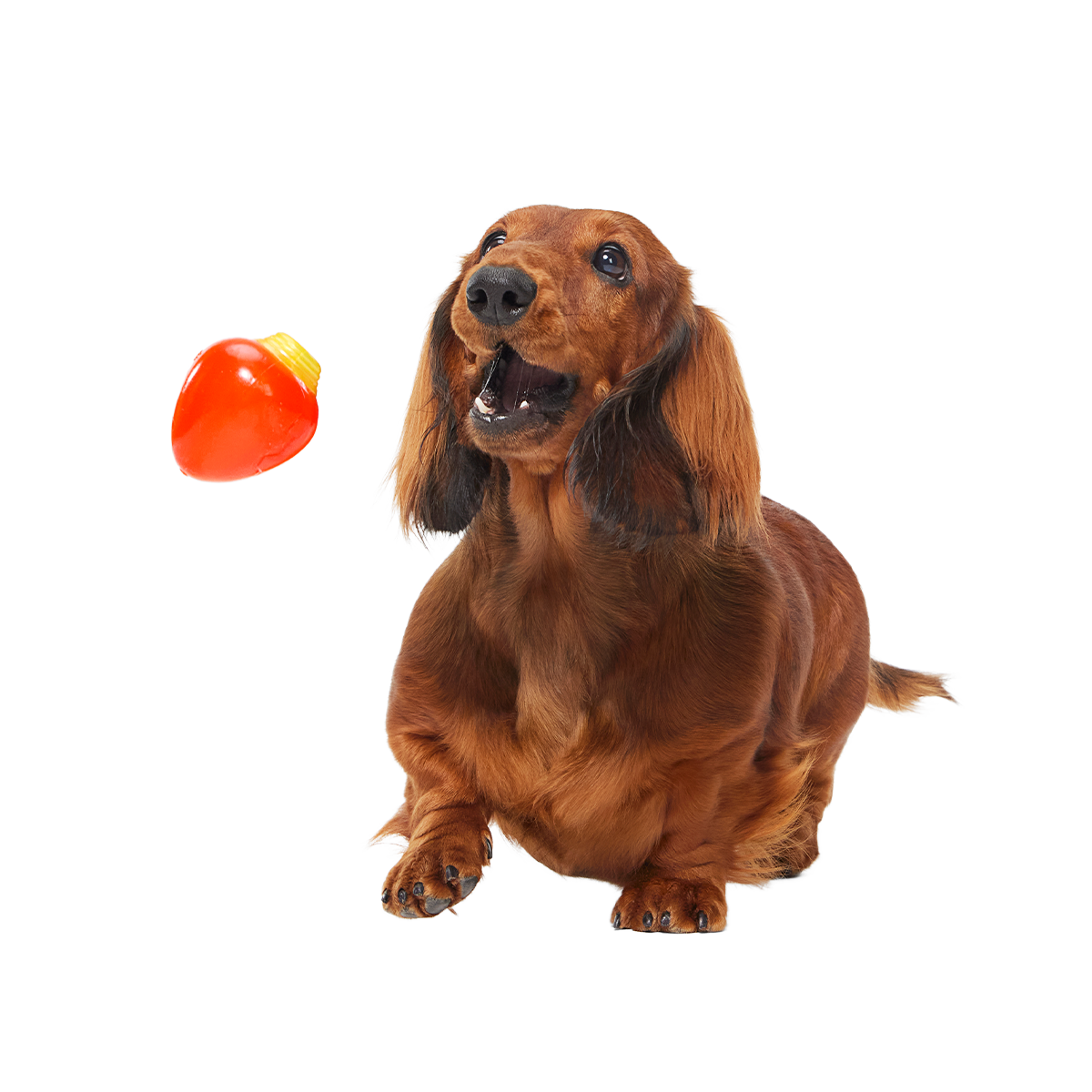 Squeak Every Bulb Super Chewer Durable Fetch Dog Toy