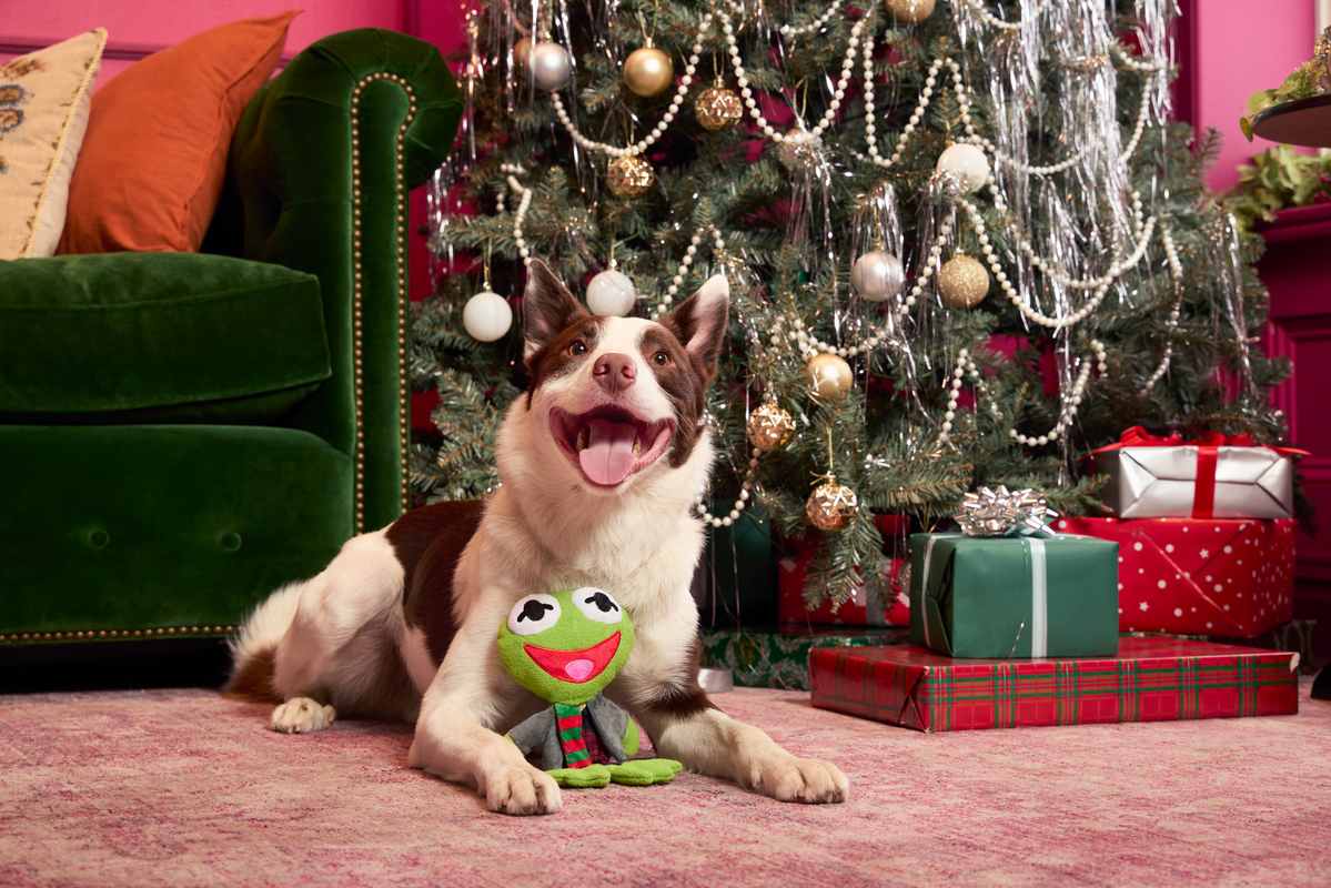 Kermit the Frog as “Bob Catch-It"