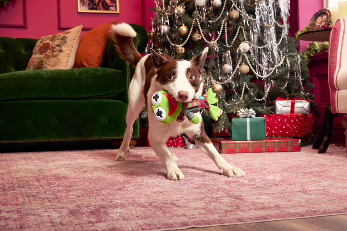 Kermit the Frog as “Bob Catch-It"