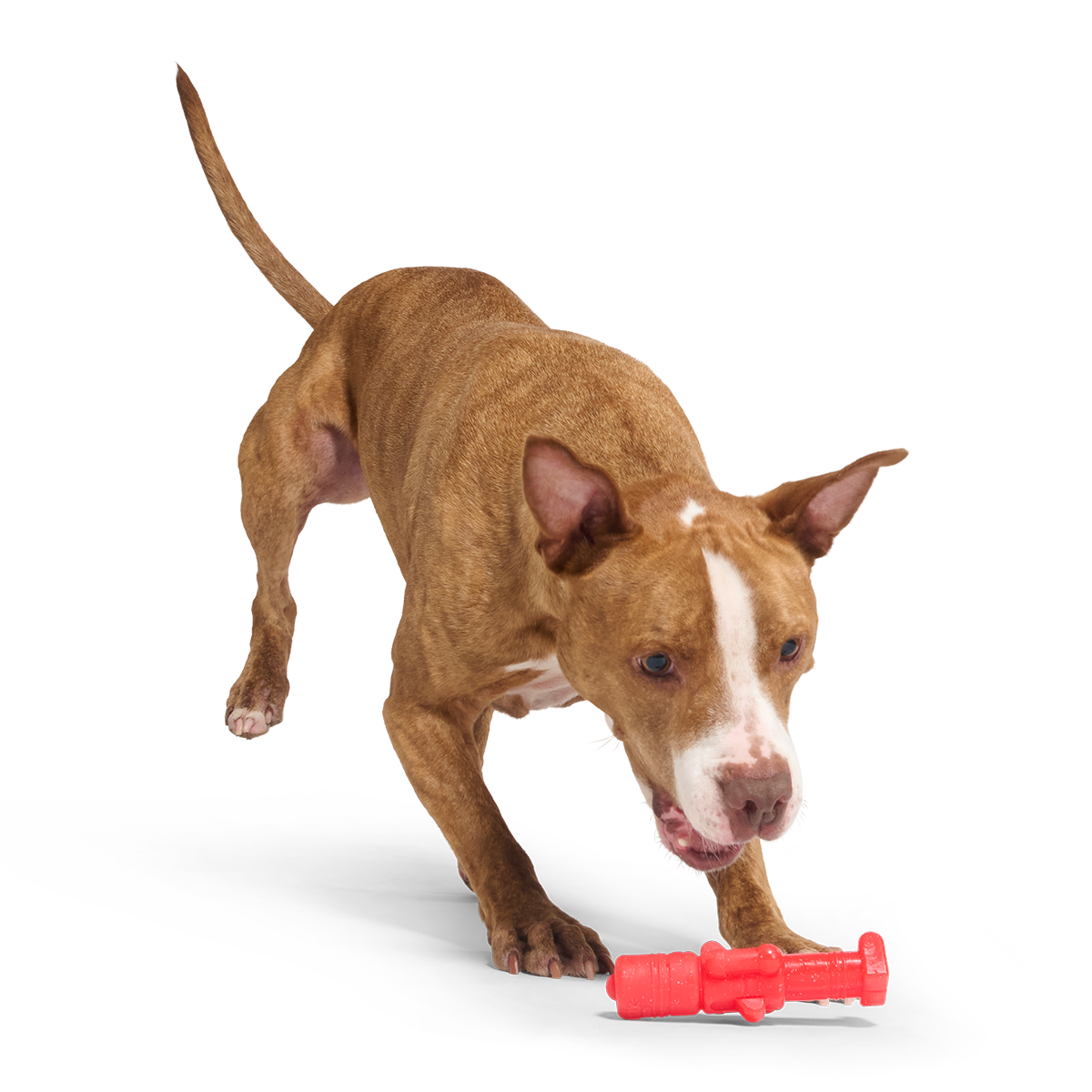 The Gnawtcracker Super Chewer Durable Gnaw Dog Toy
