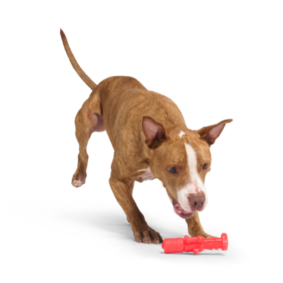 The Gnawtcracker Nylon Tough Super Chewer Dog Toy