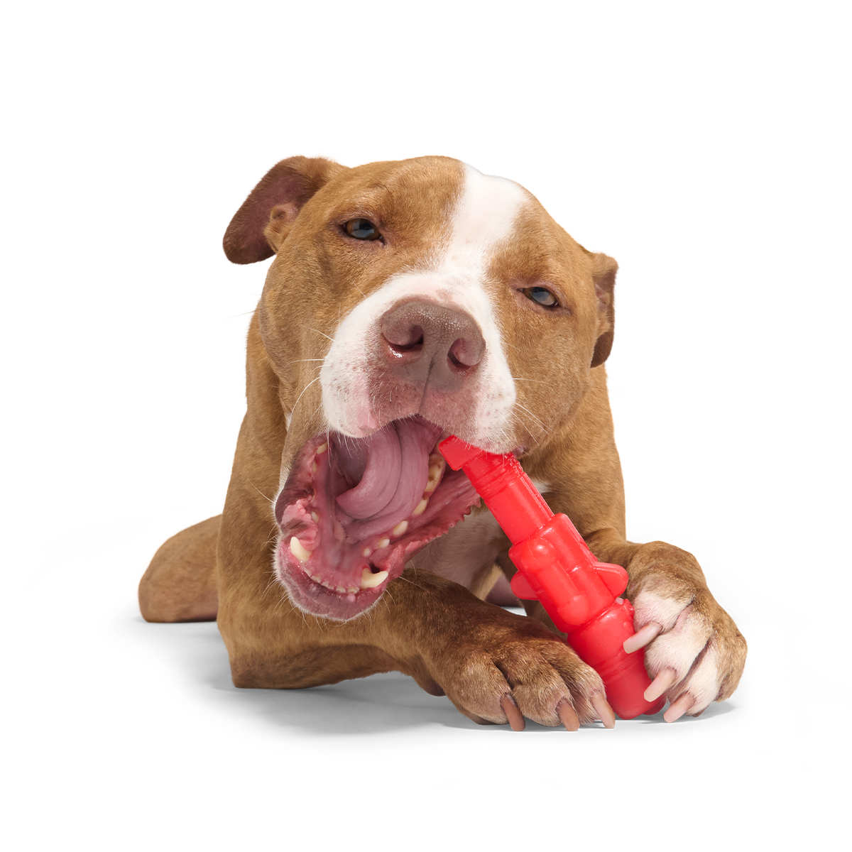 The Gnawtcracker Super Chewer Durable Gnaw Dog Toy