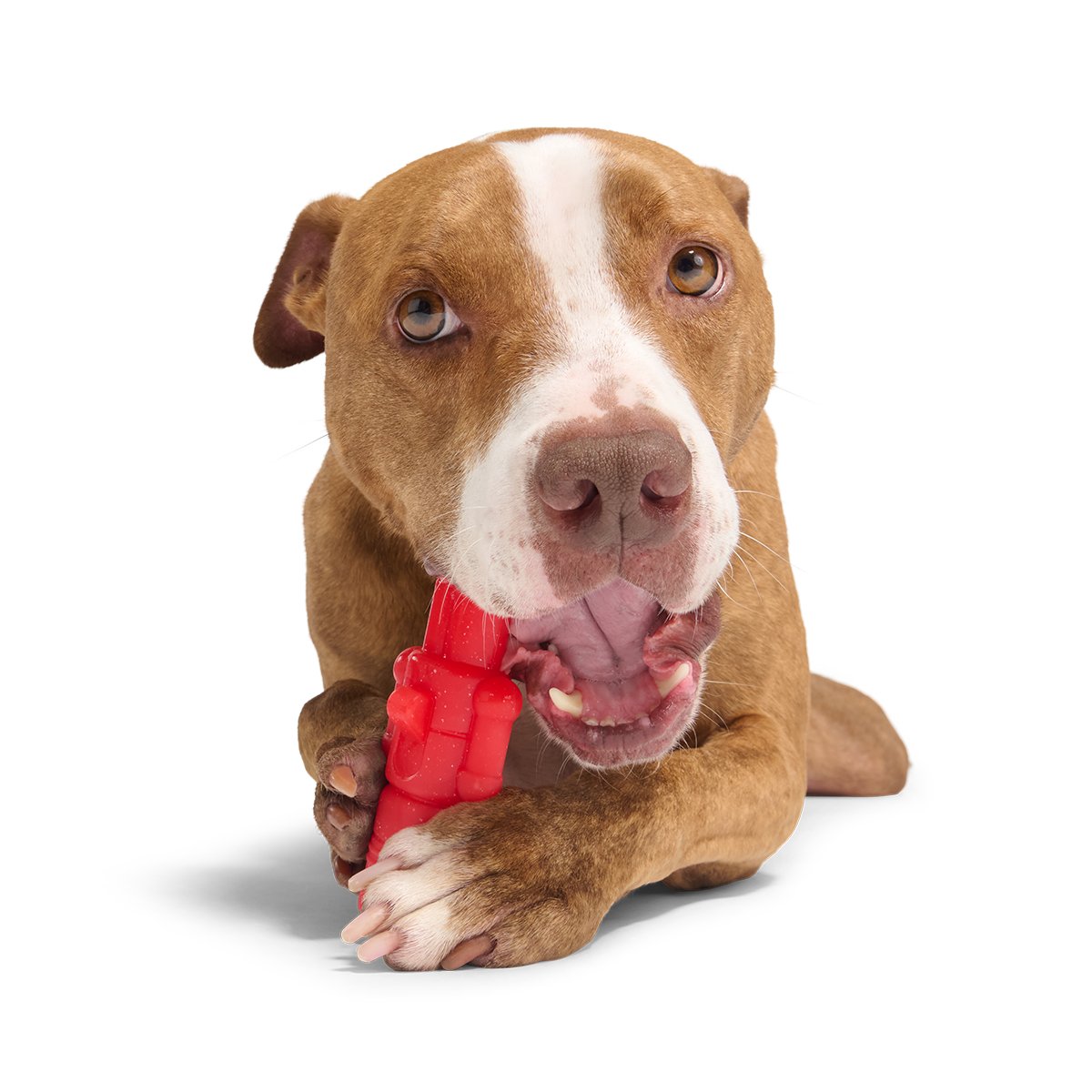The Gnawtcracker Super Chewer Durable Gnaw Dog Toy