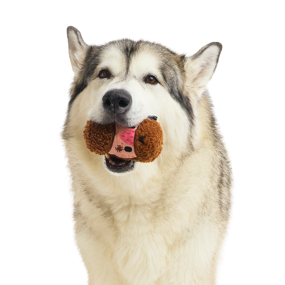 Mean Mad Marv Super Chewer Durable 2-in-1 Dog Toy
