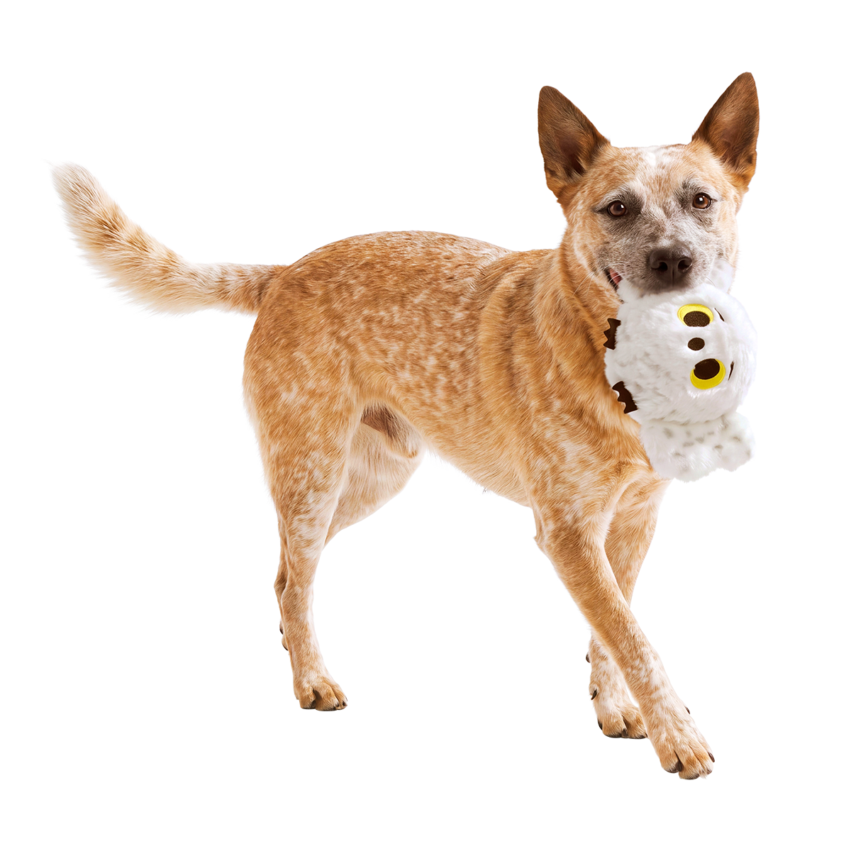 Special Delivery Hedwig™ Super Chewer Durable 2-in-1 + Fetch Dog Toy