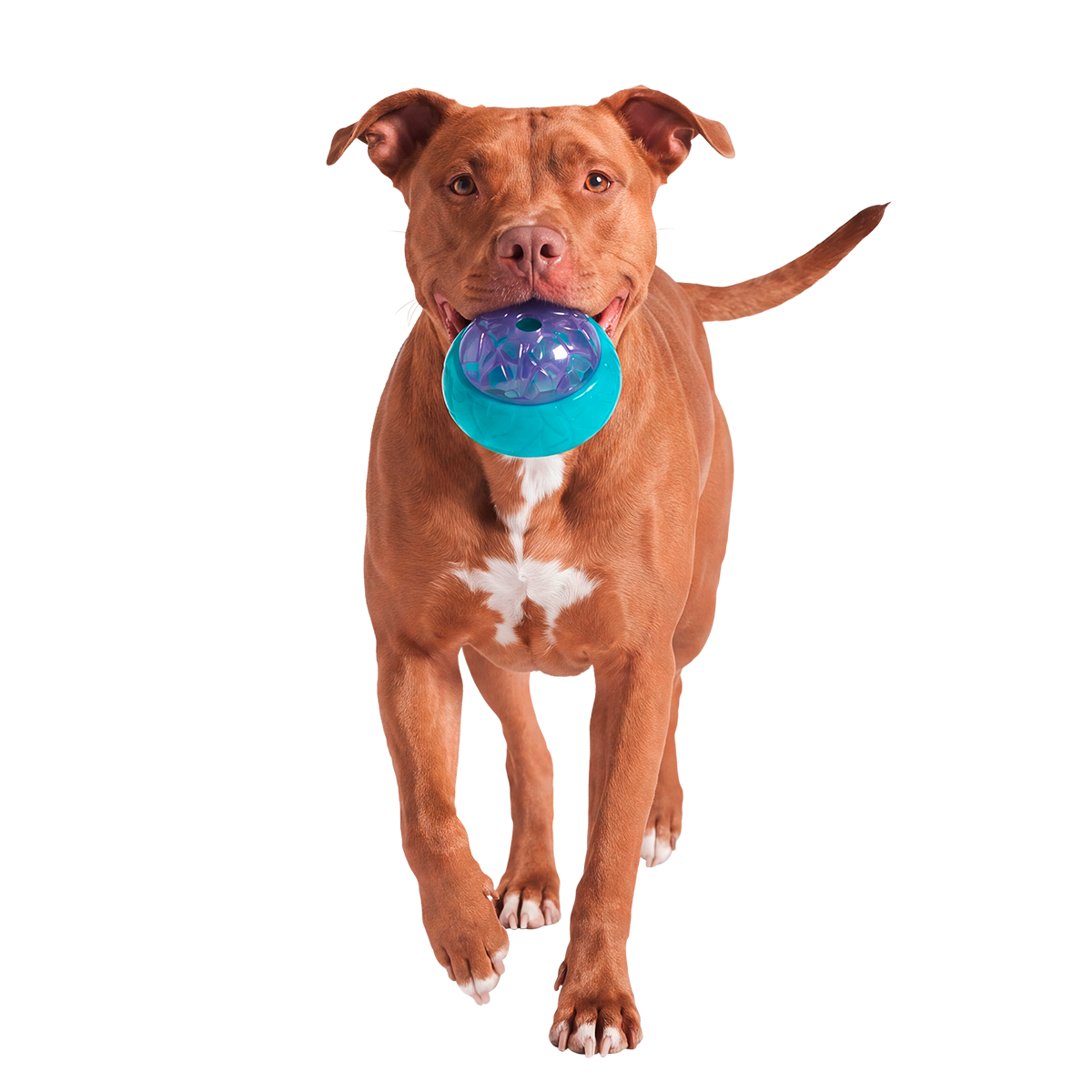 Flavor Glacier Super Chewer Durable Enrichment Dog Toy