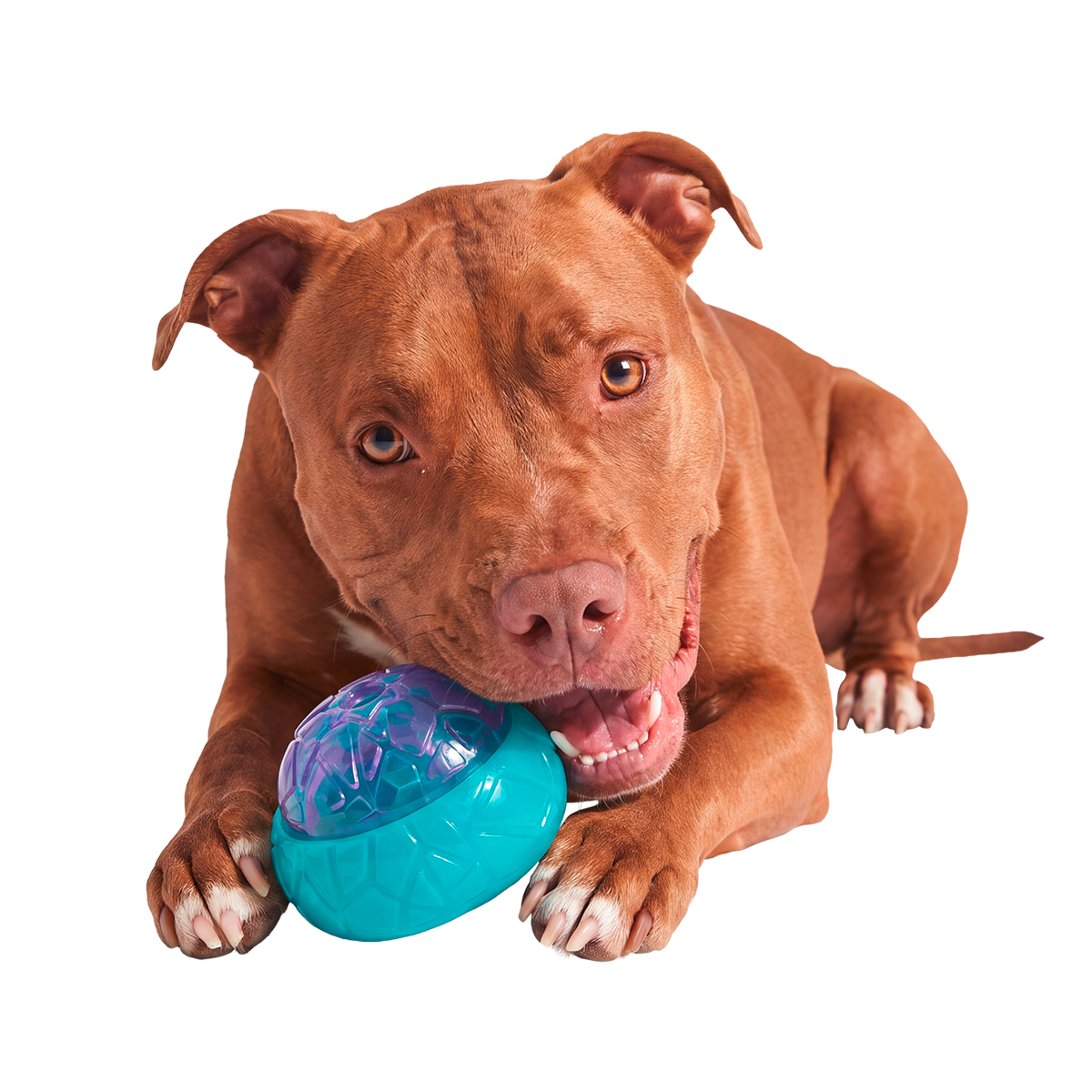 Flavor Glacier Super Chewer Durable Enrichment Dog Toy