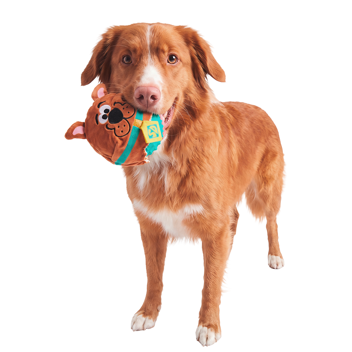 Scoob!™ Ball Super Chewer Durable 2-in-1 + Fetch Dog Toy