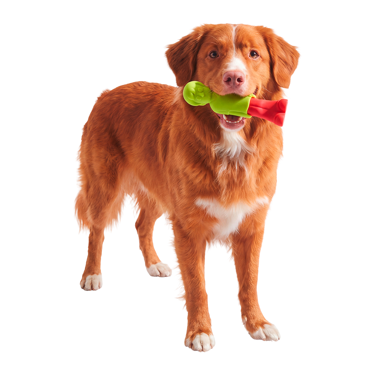 The Zoinkster Super Chewer Durable Gnaw Dog Toy
