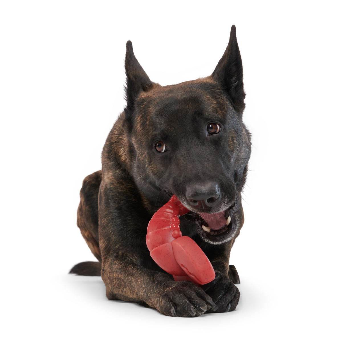 Gnawfish Super Chewer Durable Gnaw Dog Toy