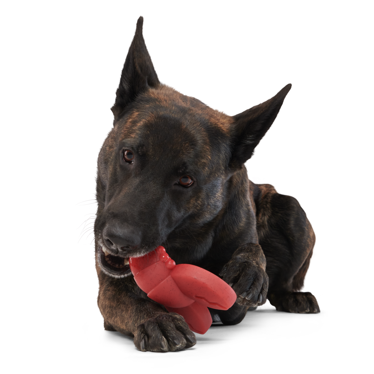 Gnawfish Super Chewer Durable Gnaw Dog Toy