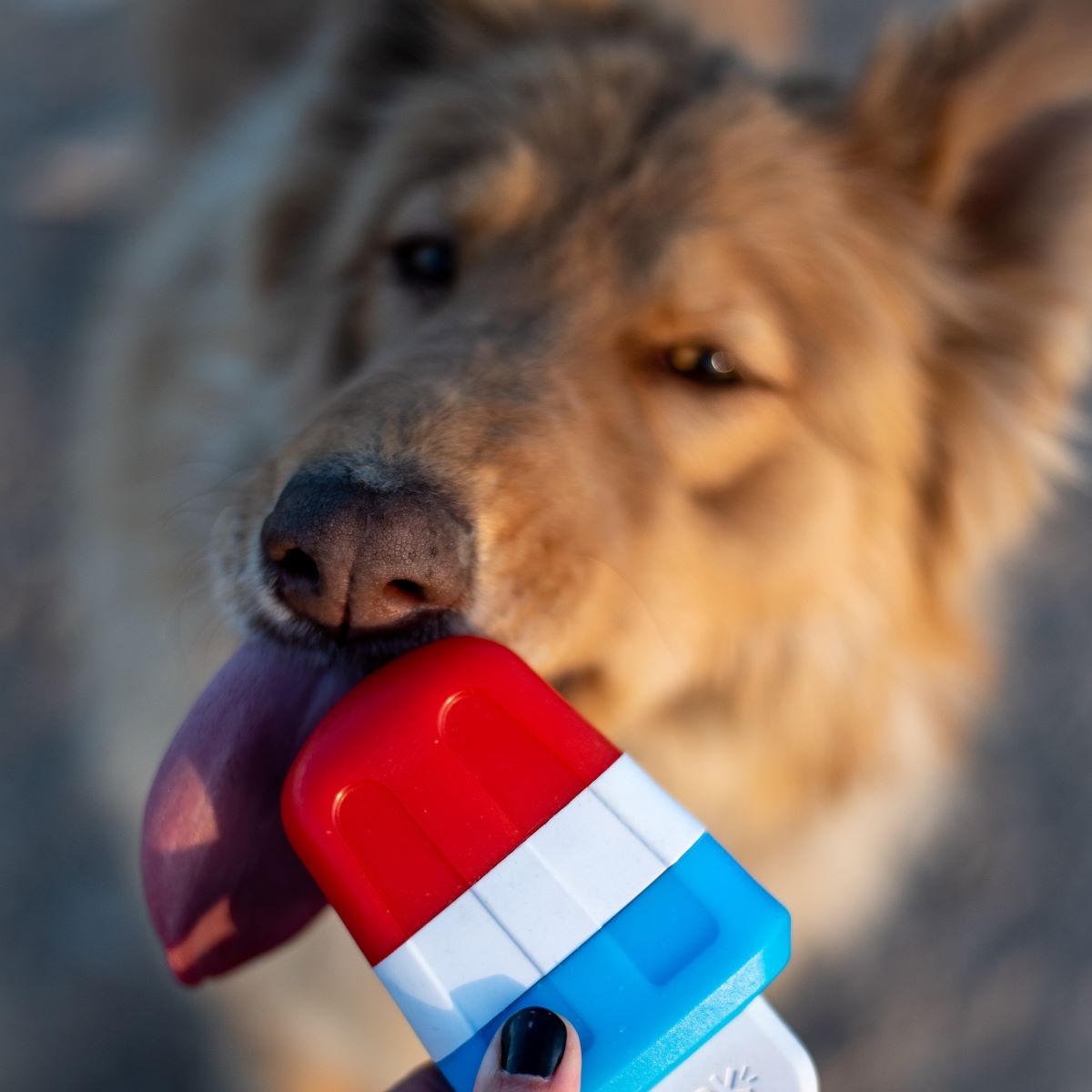 Red White + Chew Pupsicle