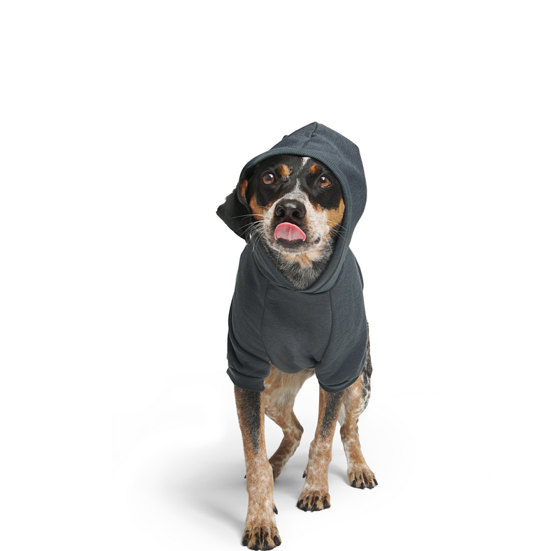 Bark to School Hoodie