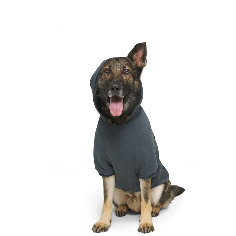 Bark to School Hoodie