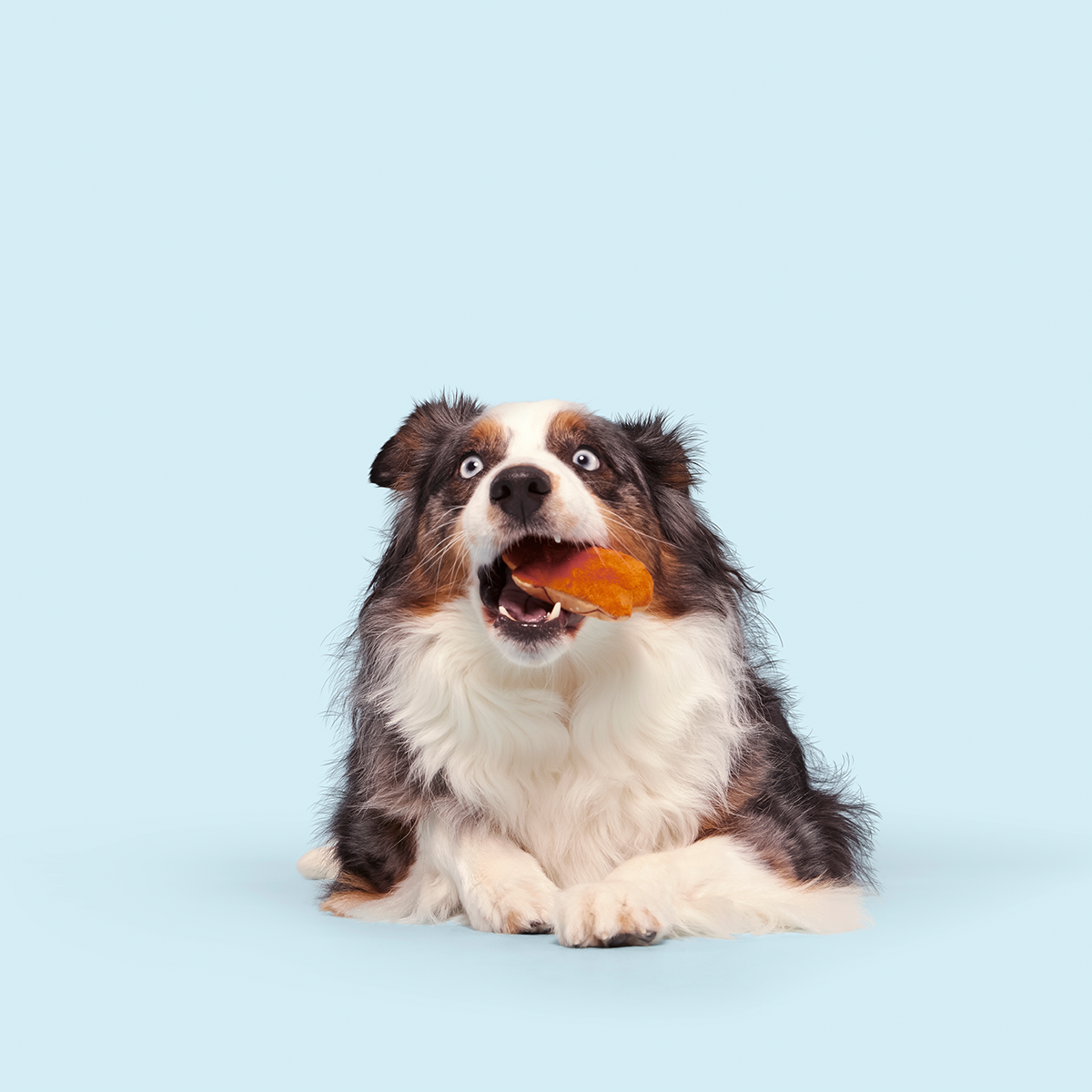 Salty Stan Plush Multi-Part + Enrichment Dog Toy