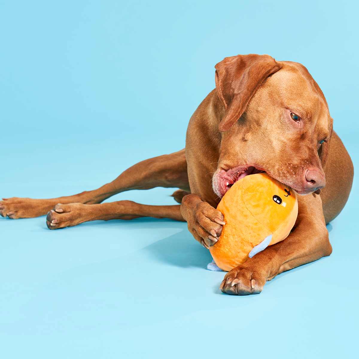 Santiago Seal Plush 2-in-1 + Tug Dog Toy