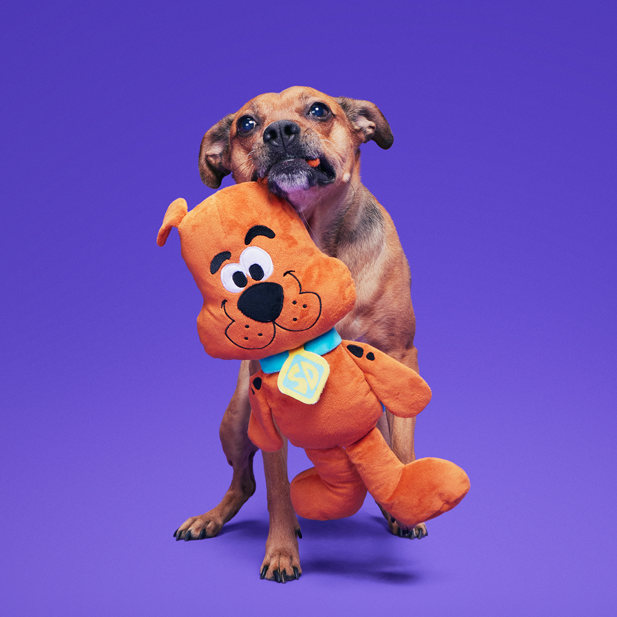 Scooby-Doo™ Bundle Plush Extra-Large Dog Toy