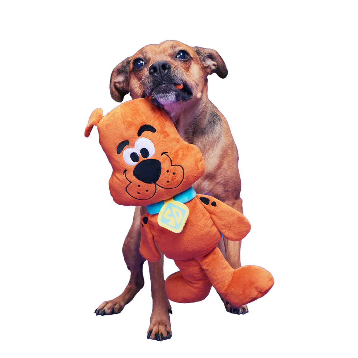 Scooby-Dooby-Doo™ Plush Extra-Large + Tug Dog Toy