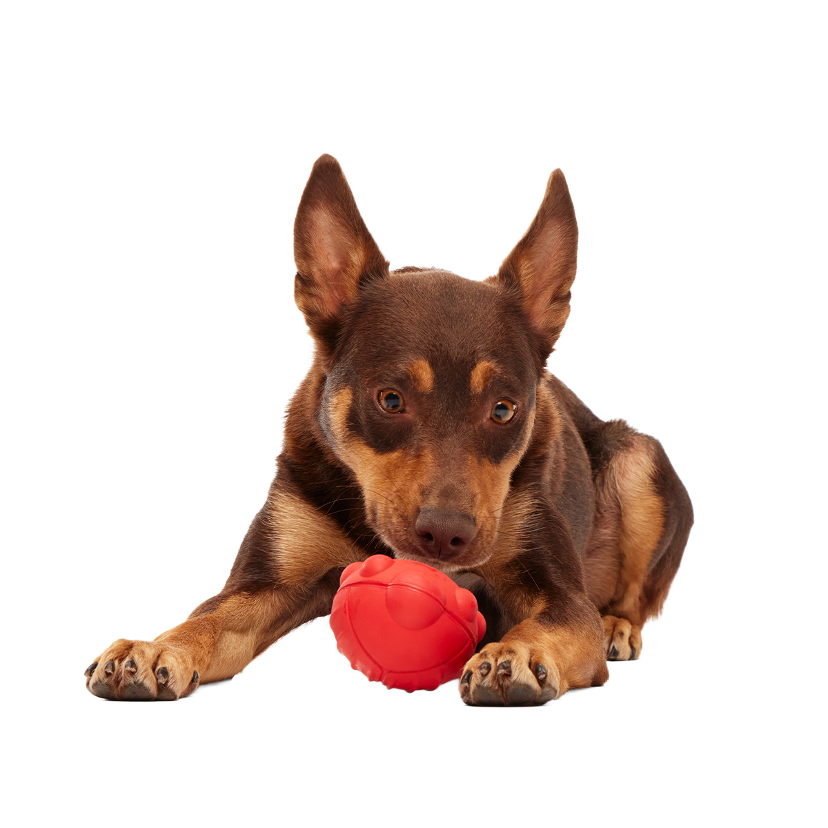 Sewer Chewer Super Chewer Durable 2-in-1 + Fetch Dog Toy