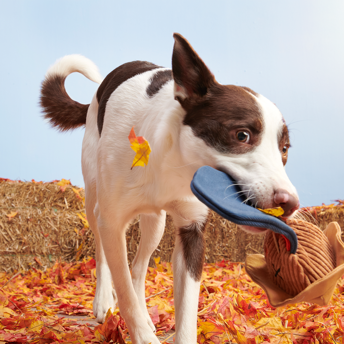 Shreddy Eddy the Scarecrow Super Chewer Durable 2-in-1 + Tug Dog Toy