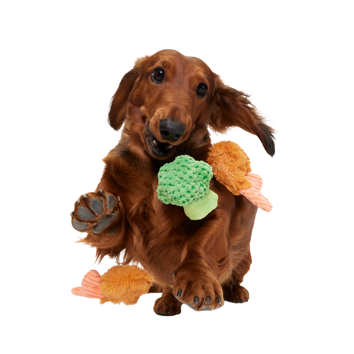 Sizzlin' Sea & Tree Sampletizer Plush Multi-Part + Enrichment Dog Toy